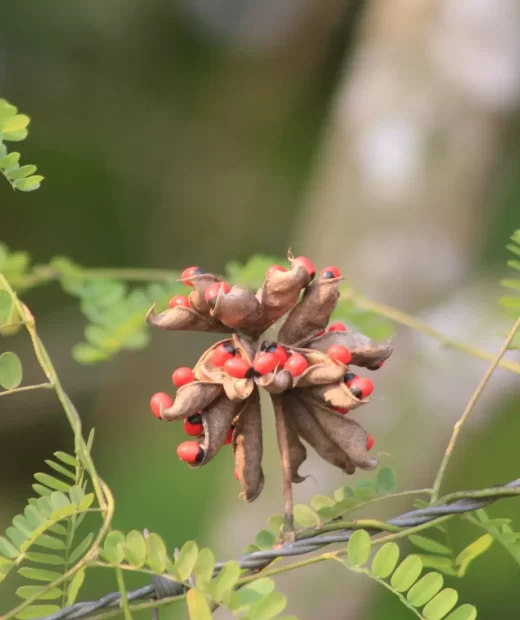 Abrus Precatorius Frutos