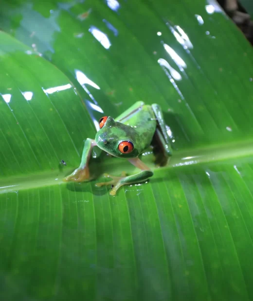 Agalychnis Callidryas