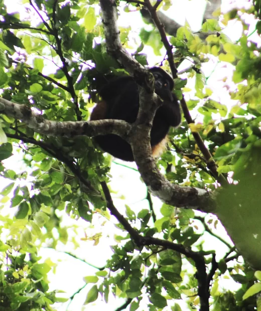Alouatta Palliata (Mono Aullador)