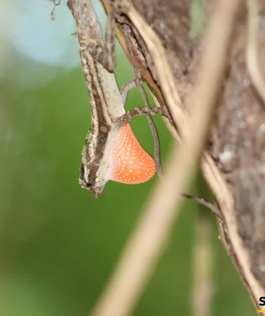 Anolis Lemurinus