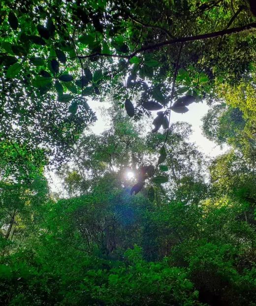 Arbustos - Cooperativa Salama Tocoa