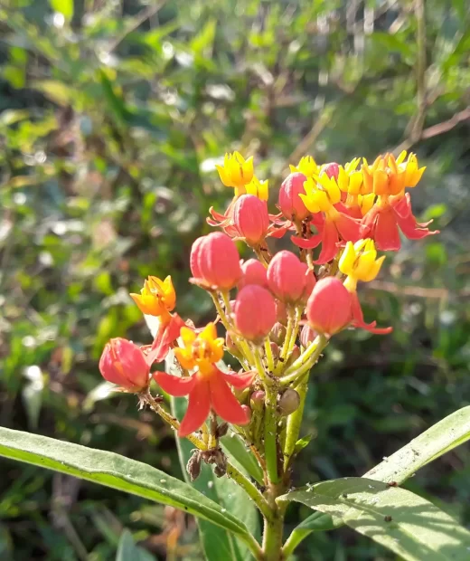 Asclepias Curassavica