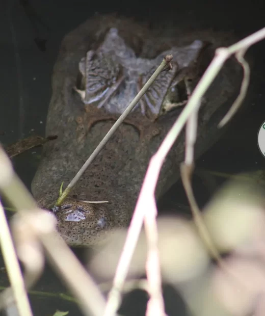 Caiman Crocodilus Hembra
