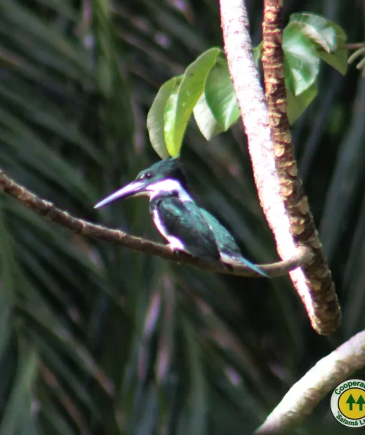 Chloroceryle Amazona