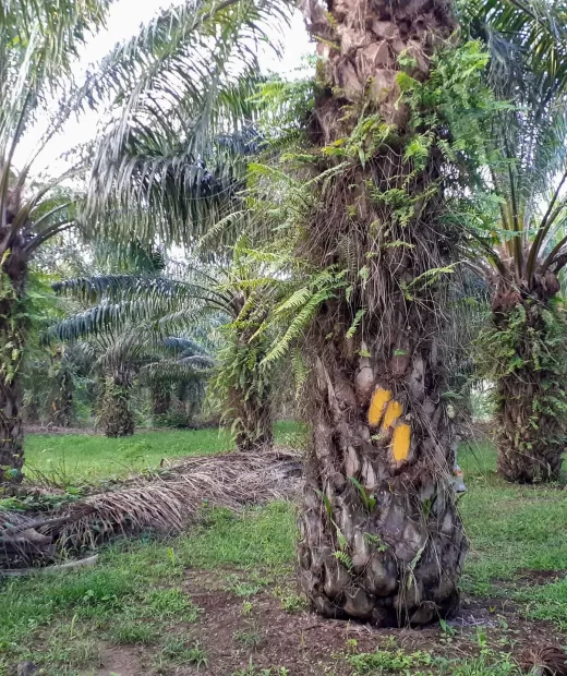 Delimitación de la Zona Buffer