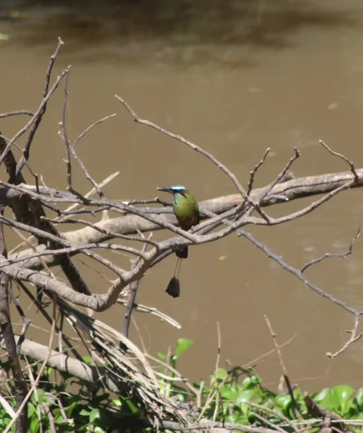Eumomota Superciliosa