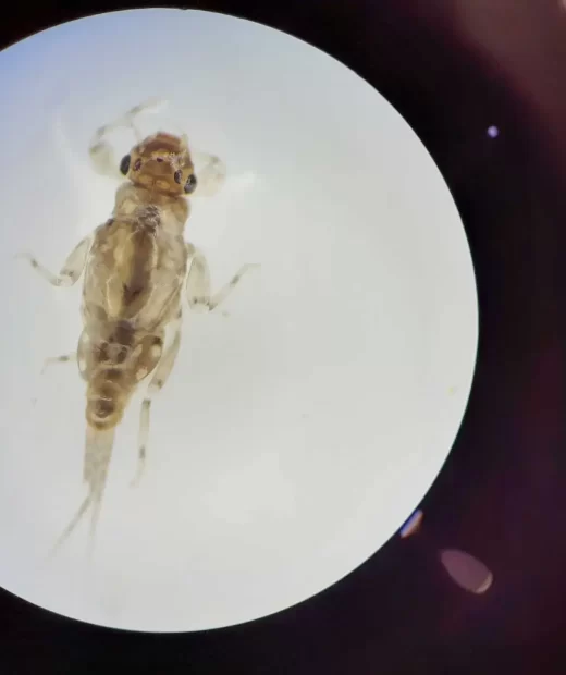 Identificación de Macroinvertebrados Acuáticos