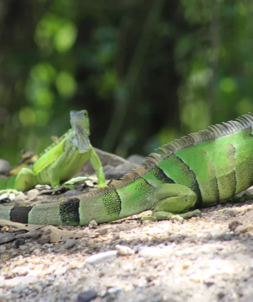 Iguana Iguana