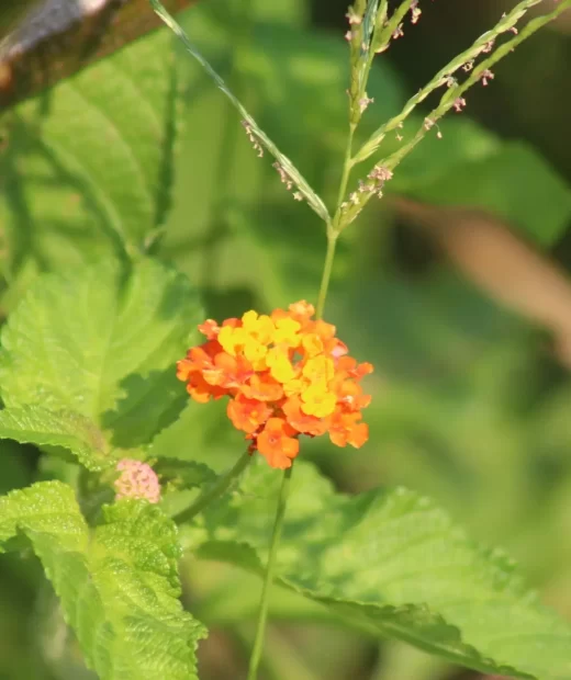 Lantana Camara