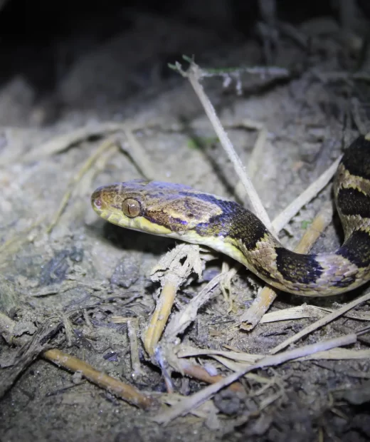 Leptodeira Rhombifera