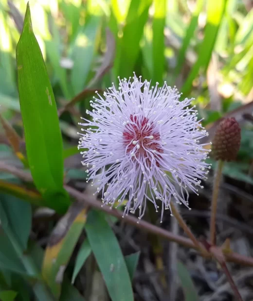 Mimosa Pudica