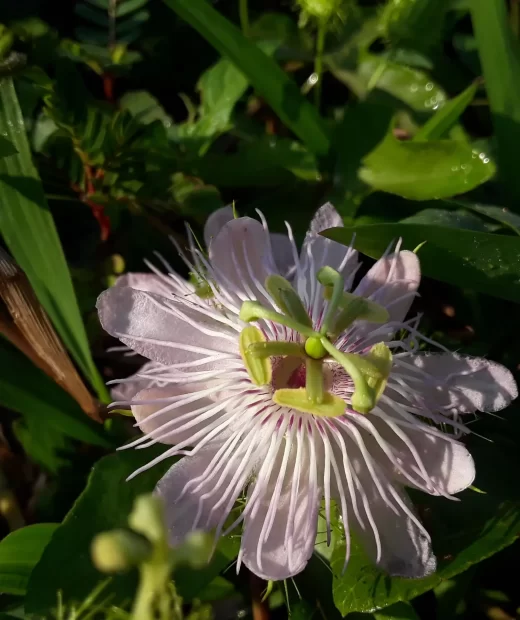 Passiflora Foetida