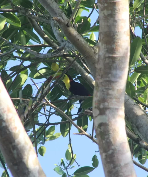 Ramphastos Sulfuratus