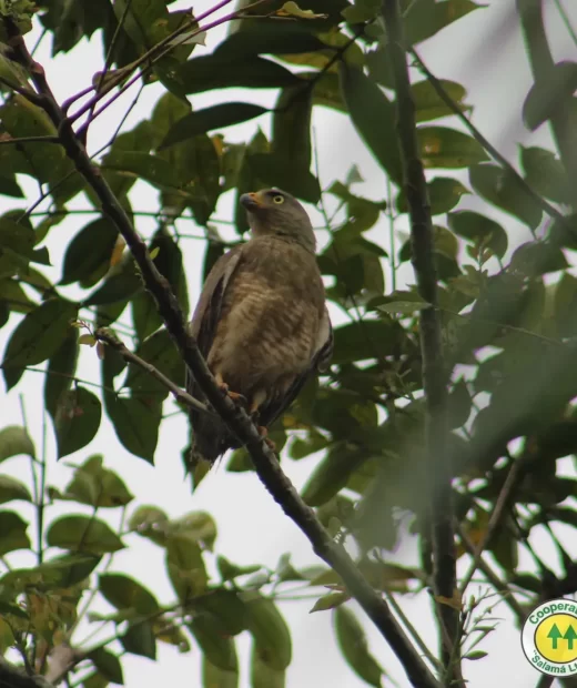 Rupornis Magnirostris