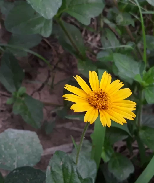 Sphagneticola Trilobata