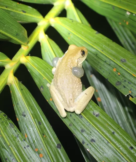 Trachycephalus Typhonius